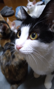 ハンディあり　ひかる