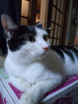 猫は怖いけど人は好き にこ
