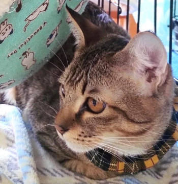 野良猫が軒下で産んだ兄妹♡