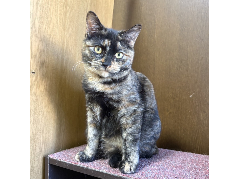 元気いーっぱい❤️サビ子猫のサイちゃん