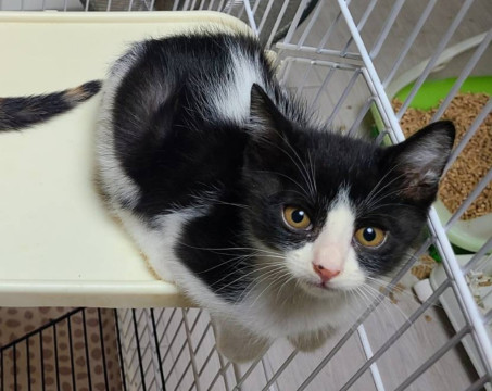 かわいい仔猫のハチワレちゃん