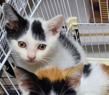 かわいい仔猫のシロクロちゃん