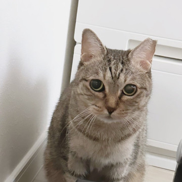 多頭飼育崩壊レスキュー!美少女かめちゃん
