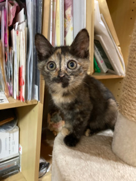 可愛らしいサビ猫 ゆずきちゃん