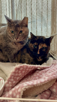 パステルサビ猫さえちゃん