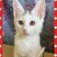 happy.spring.1121さんの猫