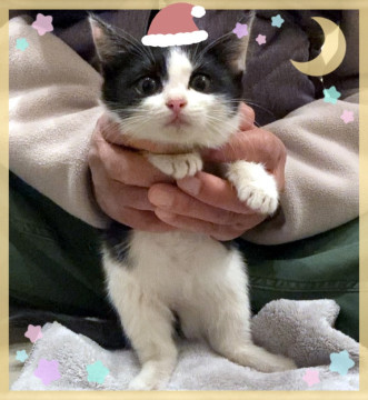 ねこねこ保育園*とても可愛い時期です