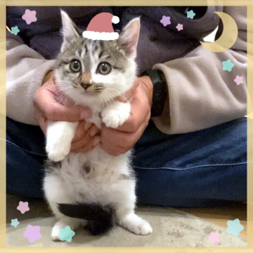 ねこねこ保育園*とても可愛い時期です