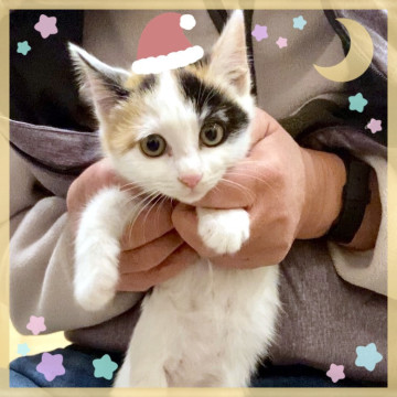 ねこねこ保育園*とても可愛い時期です