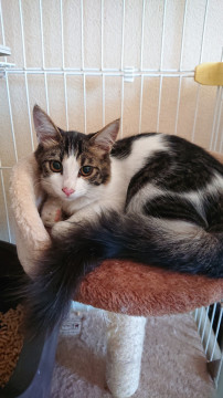 長毛☆ふわふわ(男の子)