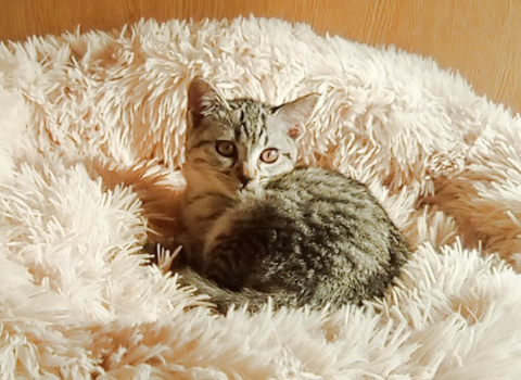 美しいサバトラの子猫です