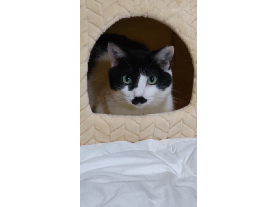 人馴れ抜群猫ちゃん