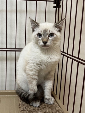 里親決定!青い目が綺麗なイケメン猫です!