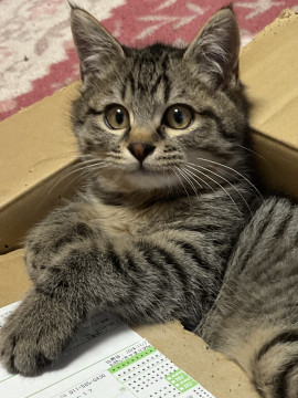 愛くるしい子猫兄妹