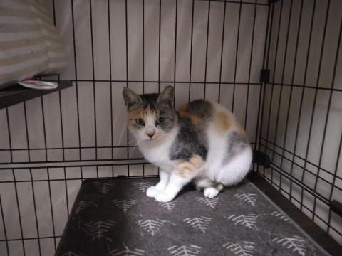 パステル三毛猫のみけたん