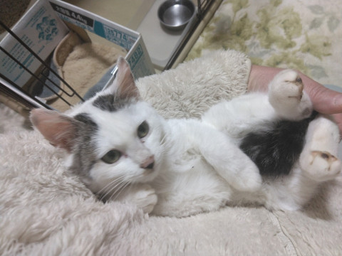 可愛いキジ白ぶち仔猫のふくちゃん