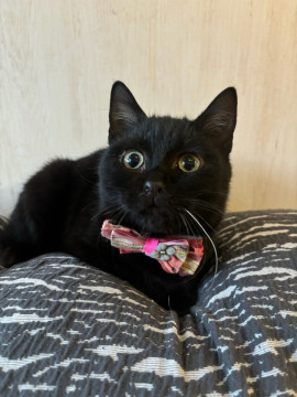 黒ねこ界のお姫様♡ゴロスリぴっぴ姫♡