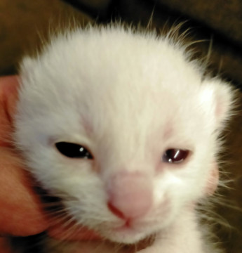 「お話し中」真っ白な子猫ちゃん