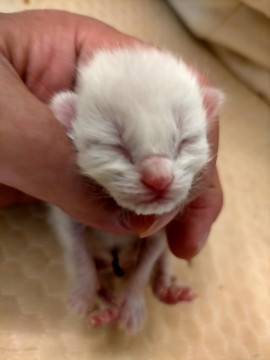 純白子猫ちゃん