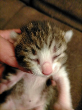 サバ白ちゃん