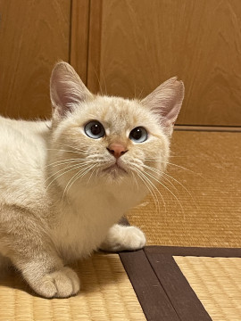 青い目の不思議ちゃん甘ったれに大変身