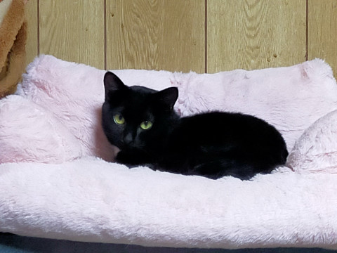 可愛いエンジェルマークの黒猫ちゃん