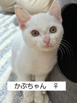 まっ白女の子
