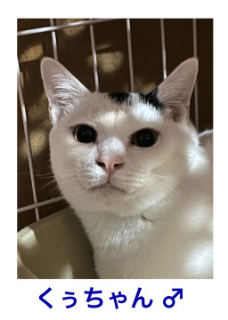 譲渡会参加 黒白猫くん