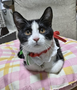 スリゴロかわいいはちわれくん!