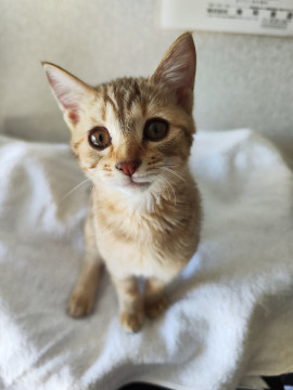 とても人懐っこいの子猫