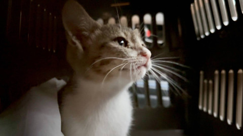 犬と散歩中に助けを求めてきた子猫!