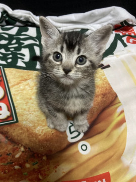 生後1カ月ぐらいの子猫の里親募集中