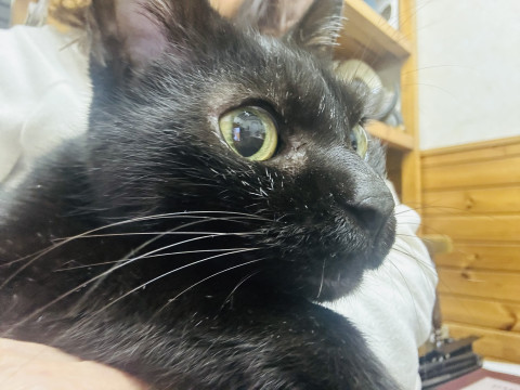 年齢不詳 真っ黒な甘えん坊
