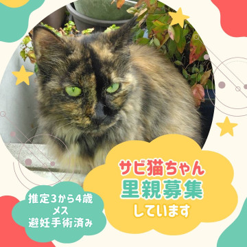 サビちゃん