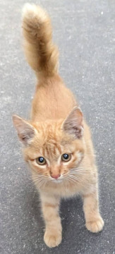 先住猫が連れて来た子猫