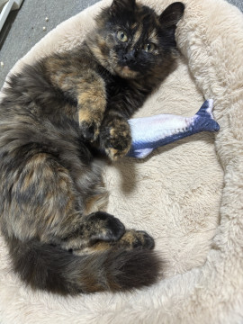 かわいいサビ猫ちゃん