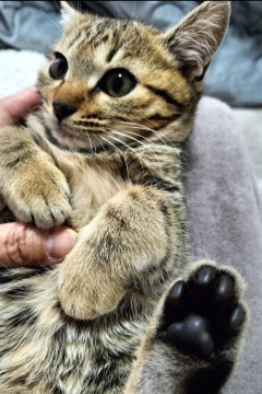 人馴れ訓練中のかわいいキジくん♡