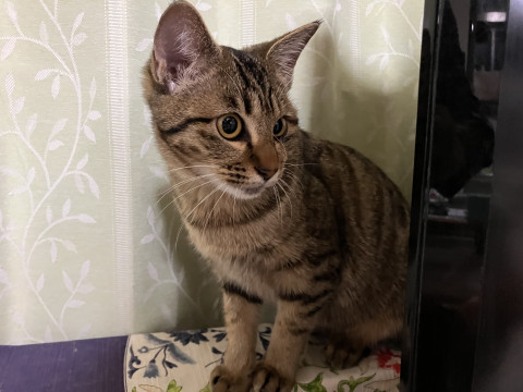 キジトラの美人猫ミントちゃん
