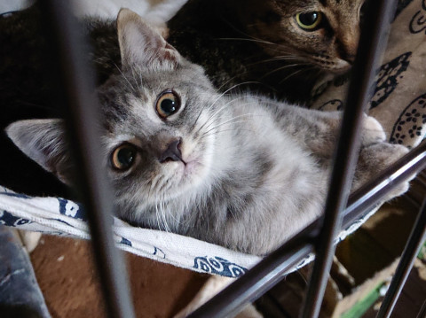 実はサビ柄☆子猫