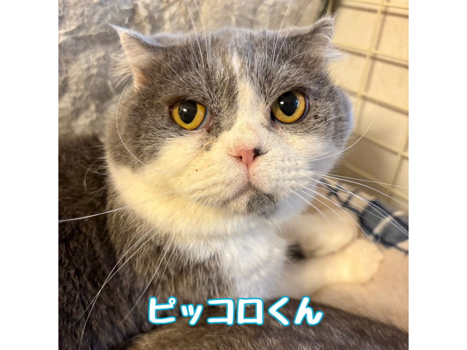 多頭飼育崩壊レスキュー・ピッコロくん