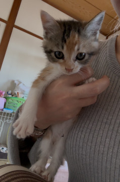甘えん坊で可愛い三毛猫姉妹 2ヶ月
