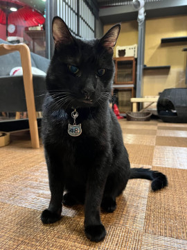 ブラッシングが大好き☆あにき