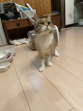 ブリーダーから引取のマンチカン