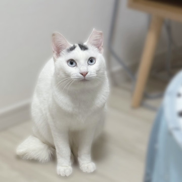 美しいブルーアイ❤️白猫ナナちゃん