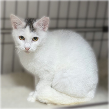 シャー顔も可愛い❤️白猫コトちゃん