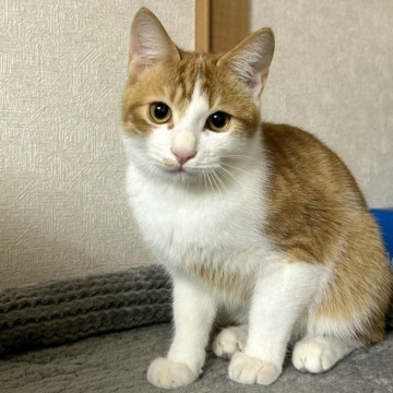 しっぽが短めのぬいぐるみフォルムの男の子