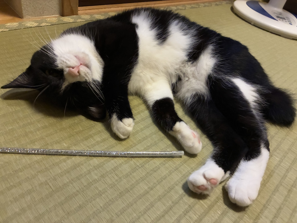 素敵な模様と性格抜群のハチワレちゃん