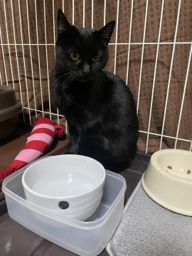 ツンデレ甘えたい子クロちゃん