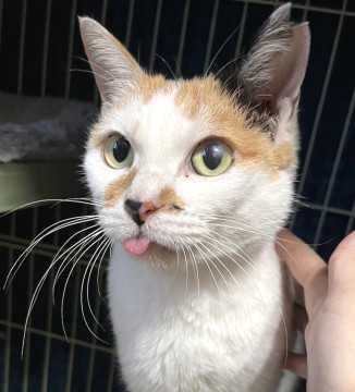 抱っこ大好き甘えん坊三毛ちゃん