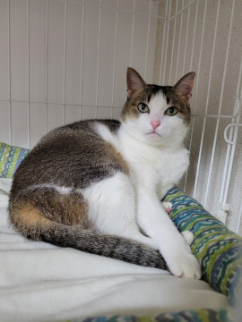 マイペースな甘えん坊 キジ白女子　パレ♀